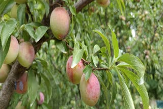 PLUM CULTIVATION IN PULWAMA