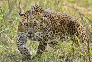 Leopard Attack a Child in Ambala of Haryana left it when people raised an alarm and ran away Video Surfaced