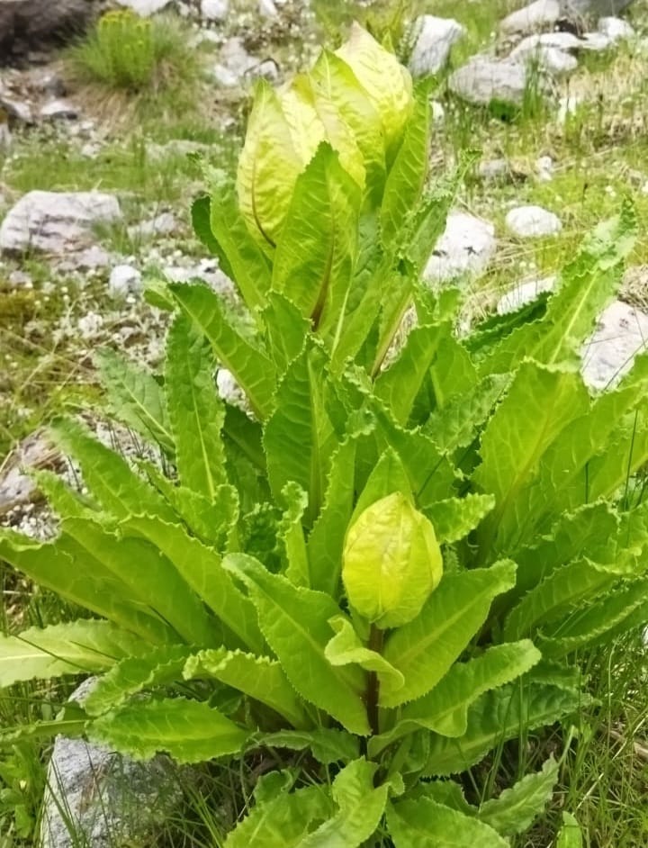 Environmentalists are worried due to premature blooming of Brahmakamal