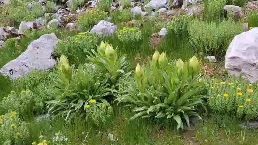 Brahmakamal is considered flower of gods