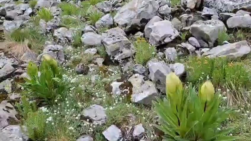 Brahmakamal started blooming before time