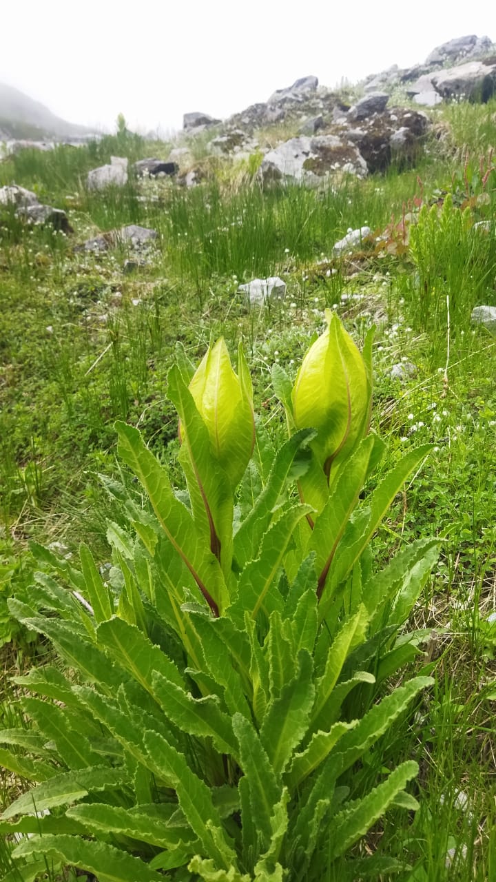 Brahma Kamal bloomed in high Himalayan region