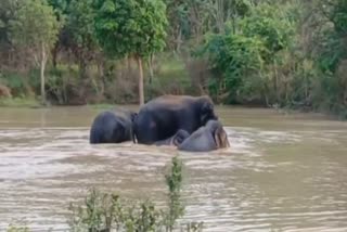 ELEPHANTS FUN IN SHAHDOL
