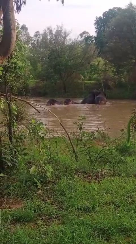 CHHATTISGARH ELEPHANTS MOVEMENT MP