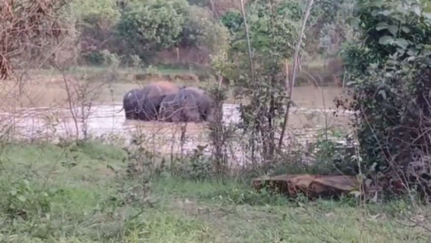ELEPHANTS WATER FUN IN MONSOON