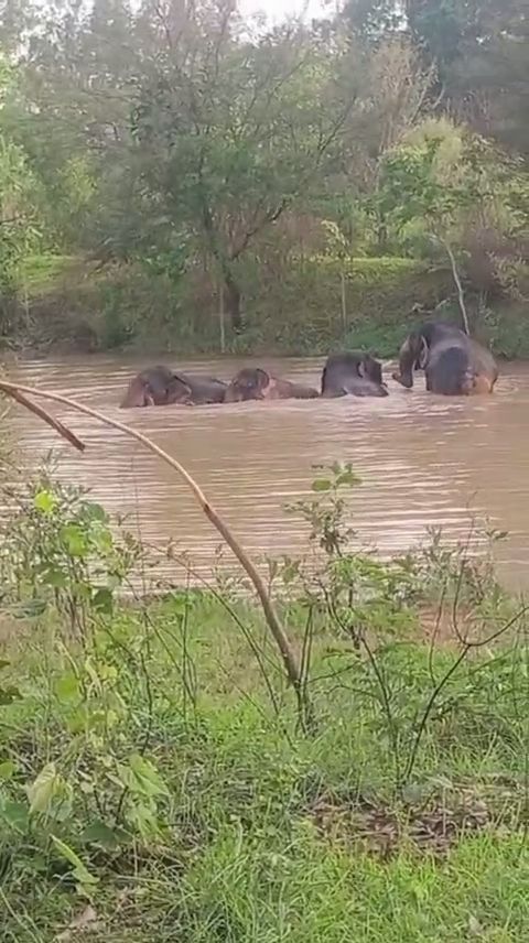 SHAHDOL FOREST RANGE MONITORING