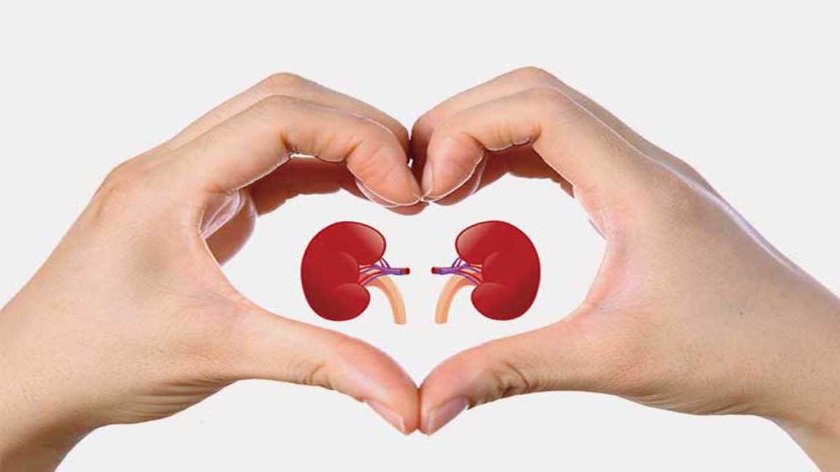 Kidney