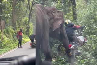 Elephant attack  ബൈക്ക്‌ യാത്രികർക്ക് നേരെ പാഞ്ഞടുത്ത് കാട്ടാന  കാട്ടാന ആക്രമണം  Elephant attack Wayanad  Elephant attack Muthanga  Wayanad news  വയനാട് വാർത്തകൾ  Elephant attack video  Elephant attack news  കാട്ടാന വയനാട്