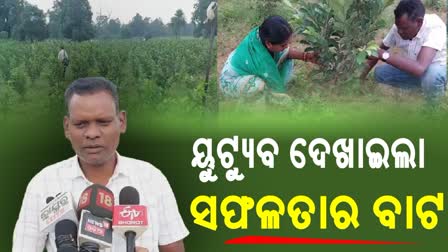 farmer cultivating guava in sambalpur