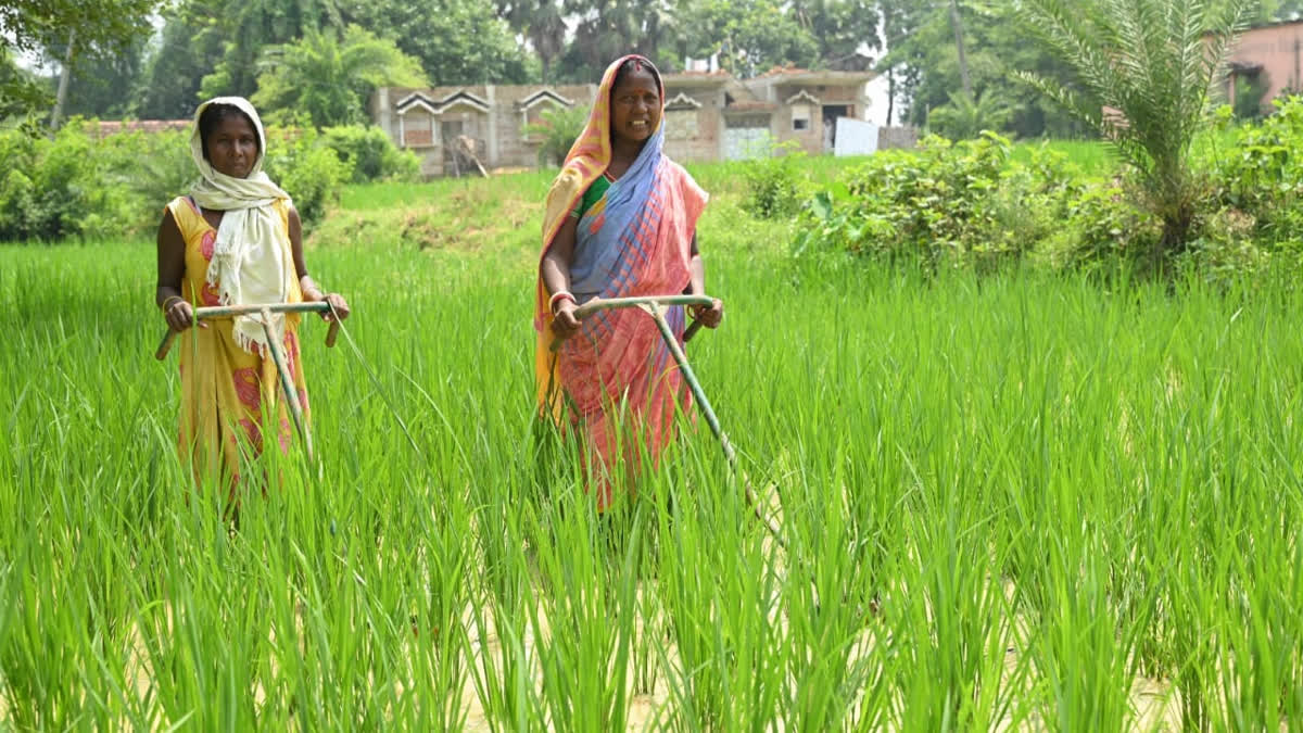 Paddy production in Jharkhand