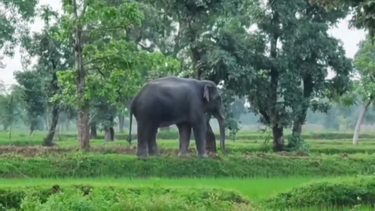 Elephant Crushed Young Man