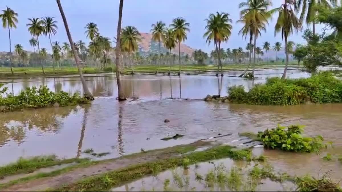 paddy-crop-damage