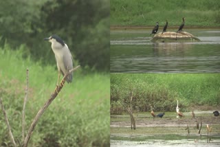 Story On Manjeera Wild Life Sanctuary