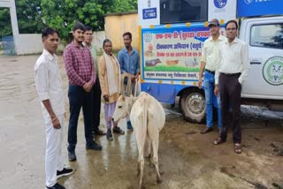 FMD will start in Bilaspur