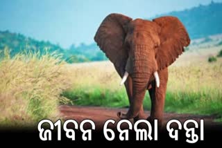 A YOUNG MAN DIED IN AN ELEPHANT ATTACK