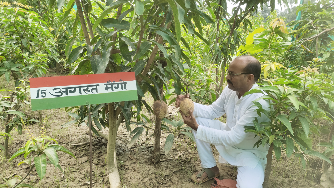 खास प्रजाति के आम को तैयार करने में 5 साल लग गए.