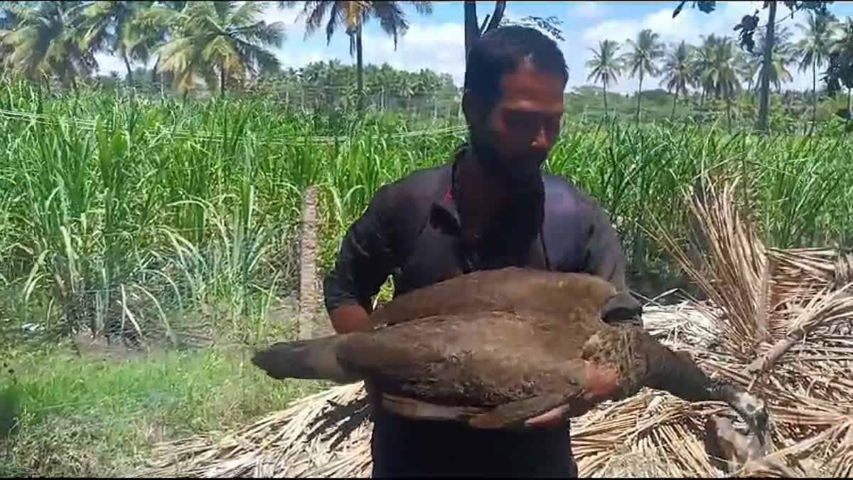 peacock-rescued-in-chamarajanagara