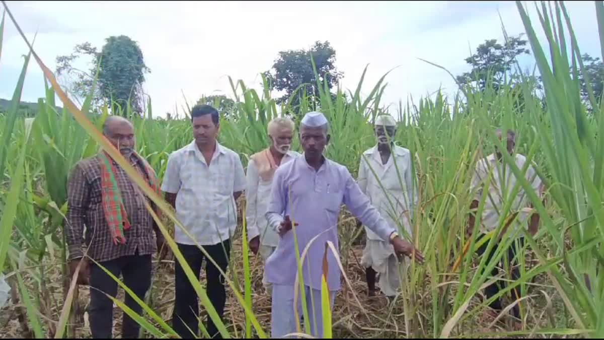 farmers-outrage-a-on-government-for-not-adding-alnavar-taluk-in-drought-affected-list