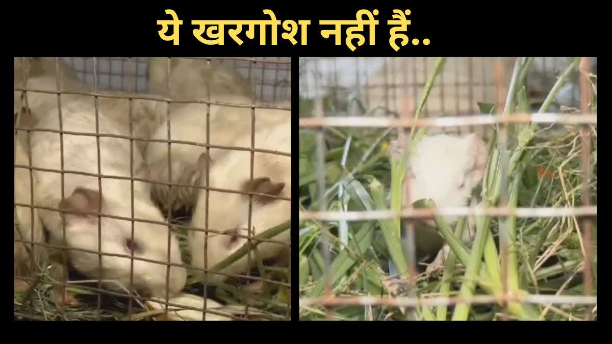 Guinea Pig in Gwalior