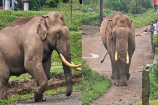 Padayappa Elephant In Munnar  Padayappa Elephant  Padayappa  idukki wild elephant  idukki elephant attack  elephant attack idukki  elephant attack  idukki elephant padayappa  Munnar elephant  Munnar elephant attack  Munnar elephant padayappa  പടയപ്പ  കാട്ടാന പടയപ്പ  കാട്ടാന ആക്രമണം  കാട്ടാന ആക്രമണം പടയപ്പ  കാട്ടാന ഇടുക്കി  കാട്ടാന മൂന്നാർ  പടയപ്പ ആന  ആന പടയപ്പ  കാട്ടാന പടയപ്പ ആക്രമണം  മൂന്നാർ പടയപ്പ