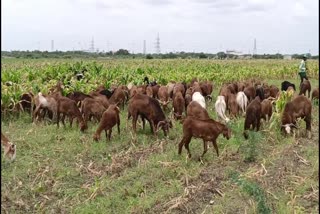 Former Crop Loss In Anantapuram