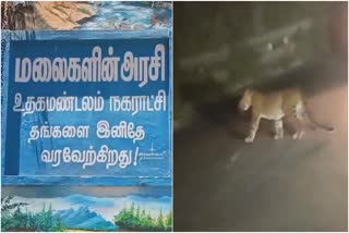 Ooty leopard walk