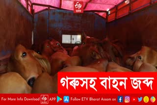 cattle smuggling in assam bolero filld with 12 cows seized at bilasipara