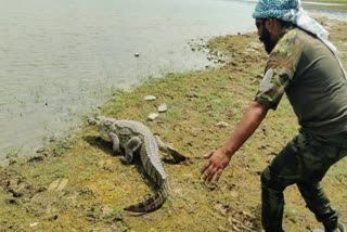 Crocodile Rescue In Shivpuri