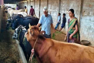 ಜಾನುವಾರುಗಳ ಪೋಷಣೆಯಲ್ಲಿ ತೊಡಗಿರುವ ವೈದ್ಯರು