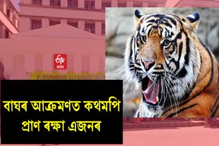 one injured in Tiger attack