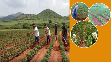 potato farming in koraput