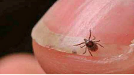 Odisha Govt on alert  Odisha Govt on alert mode after Scrub Typhus  Scrub Typhus kills 5 people  ಒಡಿಶಾದಲ್ಲಿ ಸ್ಕ್ರಬ್​ ಟೈಫಸ್​ ಉಲ್ಬಣ  ಎಚ್ಚೆತ್ತುಗೊಂಡ ಸರ್ಕಾರ  ಐದು ಜನರು ಸ್ಕ್ರಬ್ ಟೈಫಸ್‌ನಿಂದ ಸಾವನ್ನಪ್ಪಿರುವುದು ವರದಿ  ಸ್ಕ್ರಬ್ ಟೈಫಸ್‌ನಿಂದ ಐವರು ಮೃತ  ಒಡಿಶಾ ಸರ್ಕಾರವು ಕಟ್ಟುನಿಟ್ಟಿನ ಕ್ರಮ  ಸ್ಕ್ರಬ್ ಟೈಫಸ್ ಮತ್ತು ಲೆಪ್ಟೊಸ್ಪಿರೋಸಿಸ್ ತಡೆ  ಚಿಕಿತ್ಸಾ ಪ್ರೋಟೋಕಾಲ್​ಗಳನ್ನು ಅನುಸರಿಸಲು ಆದೇಶ