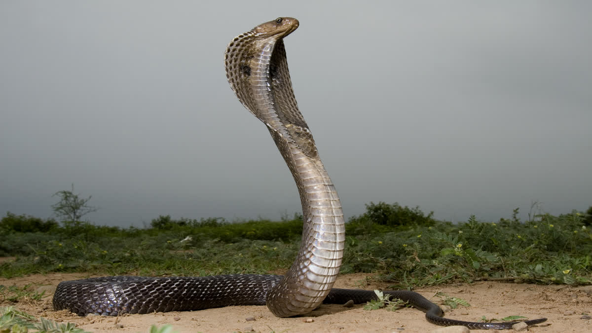 SOUTH AFRICA BLACK MAMBA