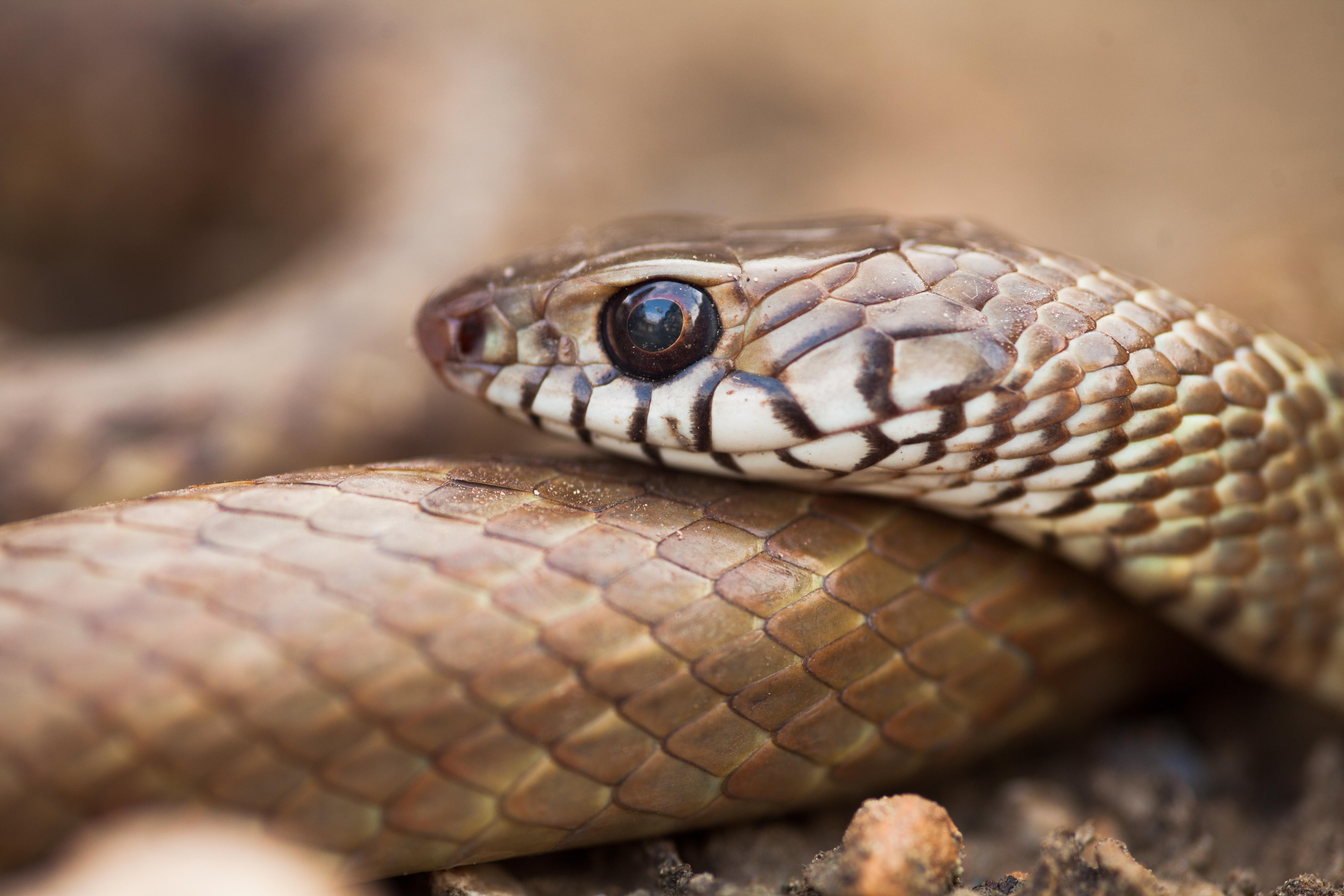 SOUTH AFRICA BLACK MAMBA