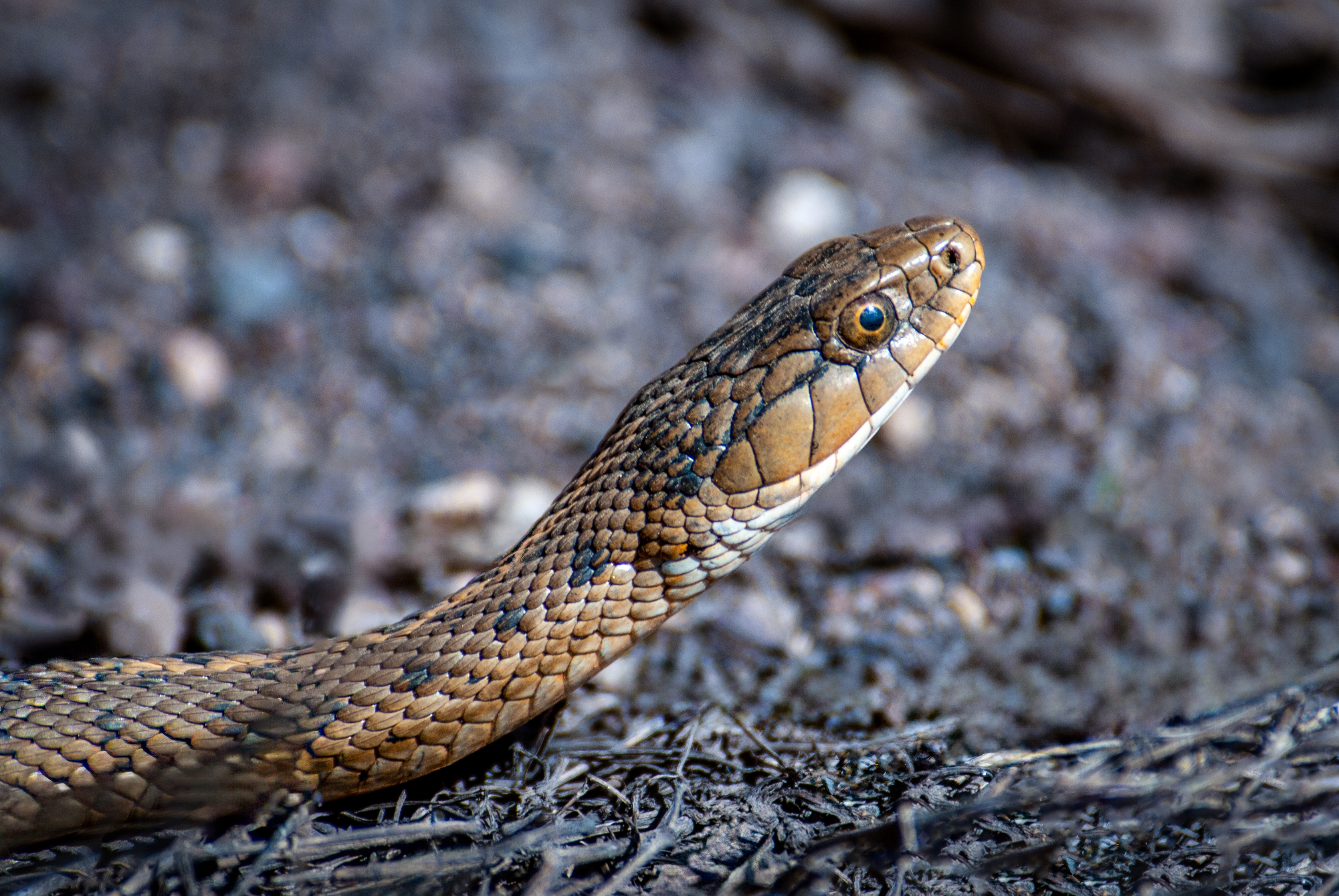 SOUTH AFRICA BLACK MAMBA