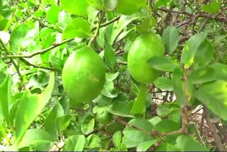 ವಿಜಯಪುರ ಜಿಲ್ಲೆಯ ಲಿಂಬೆಗೆ ಜಿಐ ಟ್ಯಾಗ್