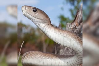 African Black Mamba Snake