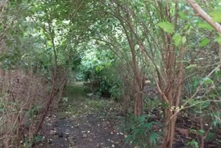 BHADBHADA RESTING GHAT PLANTS