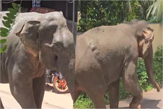 THE ELEPHANT WAS TAKEN INTO THE FOREST  കോഴിക്കോട് പേരാമ്പ്രയിൽ കാട്ടാന  കാട്ടാന ആക്രമണം പേരാമ്പ്ര  WILD ELEPHANT ATTACK