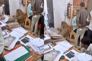 monkey checking files