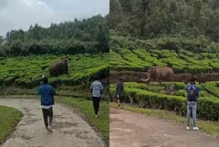 Padayappa attacks in Munnar  Wild Tusker Padayappa In Munnar  Padayappa In Munnar  Wild Tusker Padayappa  കാട് കയറാതെ പടയപ്പ  പടയപ്പ  മൂന്നാറില്‍ പടയപ്പ  പടയപ്പ മൂന്നാറില്‍