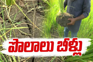 Crops Dying Due to No Irrigation Water in Krishna District