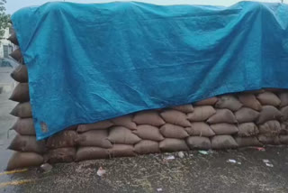 Rain-soaked rice sacks in Khanna