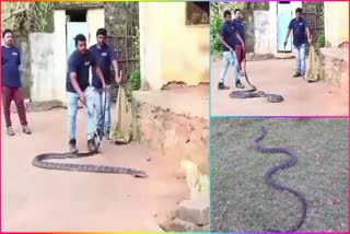 12_Feet_King_Cobra_Snake_Hulchul