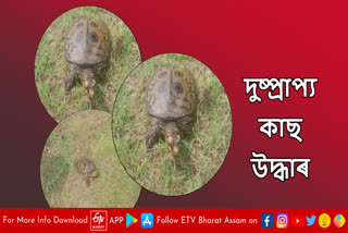 Endangered turtle rescued in Salmara