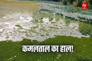 Bad Condition of Kamal Taal Lake