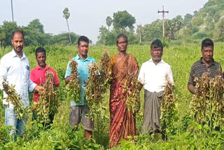 வேலூர் விவசாய நிலங்களில் காட்டுப்பன்றிகள் அட்டகாசம்