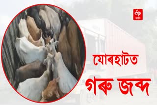 Smuggling Cattle seized in Jorhat