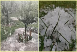 Hailstorm Hits Shopian and kulgam, severe damage in Fruit Orchards