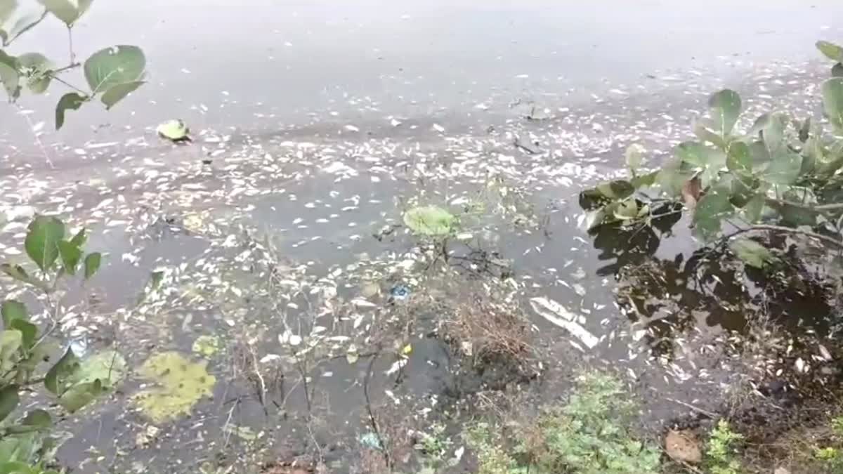 PANNA FISHES DIED IN POND